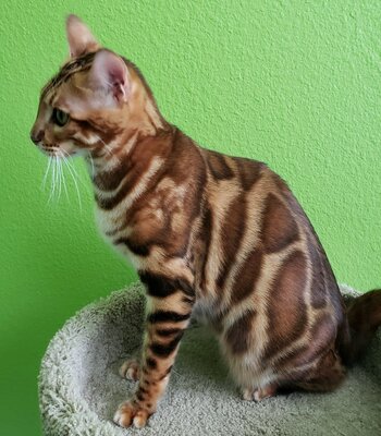 Bengal cat Rita showing the breed's distinctive spotted coat and wild appearance
