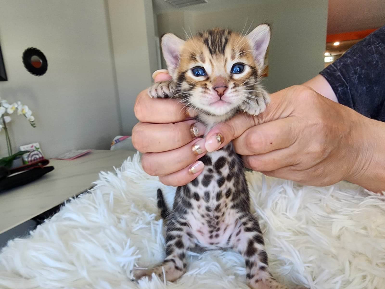 Available Bengal Kittens For Sale FL | Available Bengal Cats For Sale FL