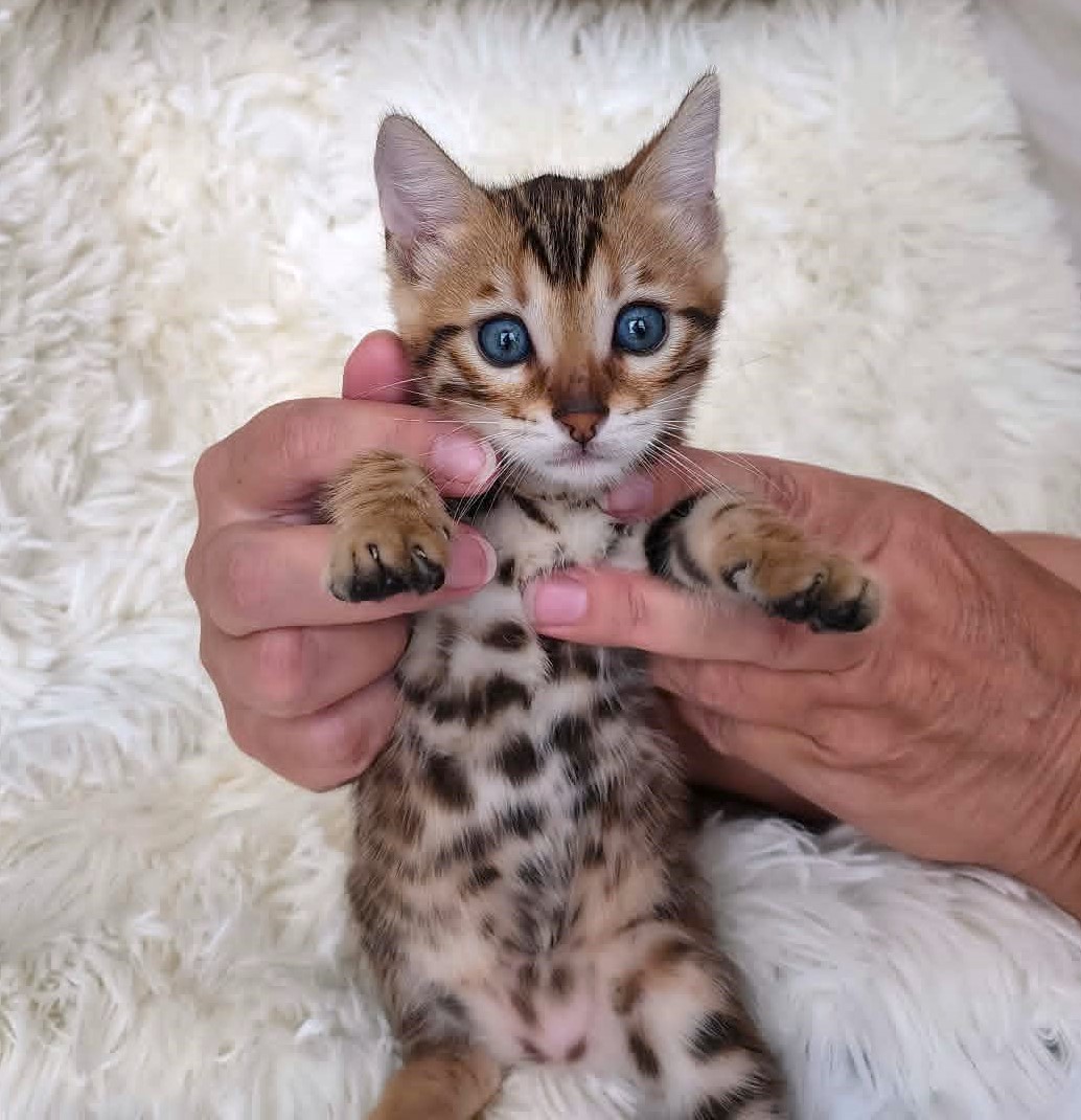 Brown spotted Bengal female kitten for sale in Florida from Lovely Bengals