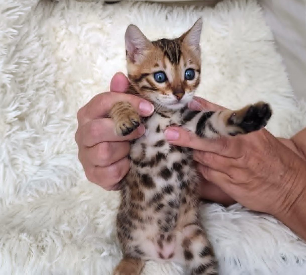 Bengal female kitten for sale Florida — beautiful rosette pattern from Lovely Bengals