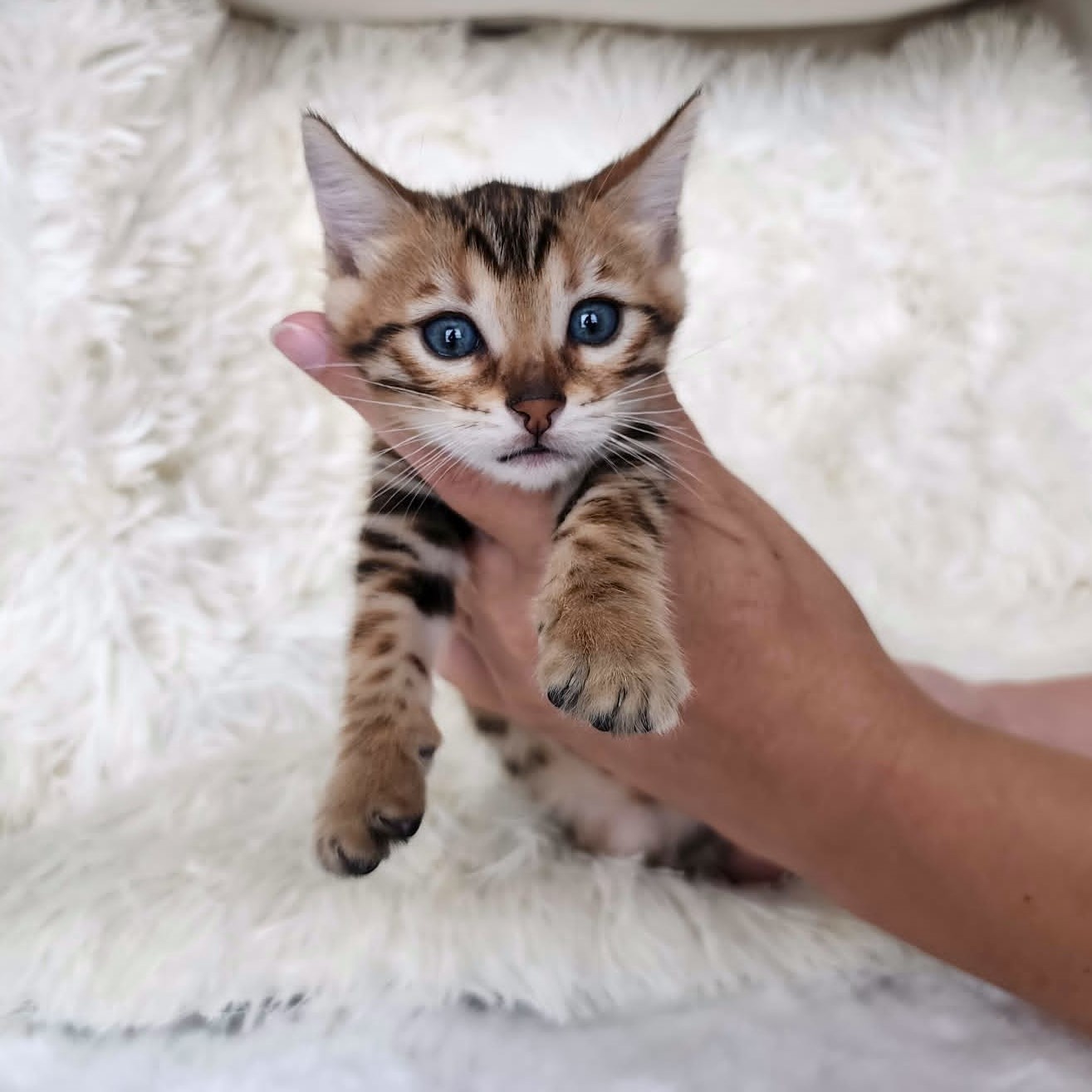Brown Bengal female kitten Florida — warm golden coat from Lovely Bengals