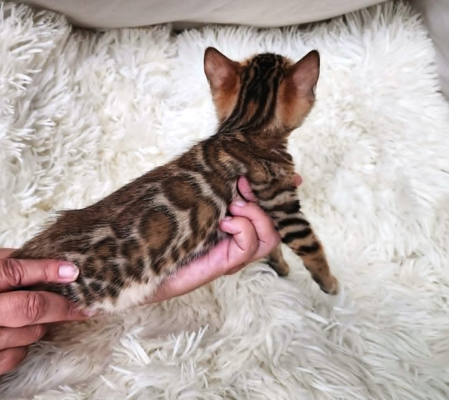 Affectionate Bengal female kitten Florida — loves to cuddle from Lovely Bengals