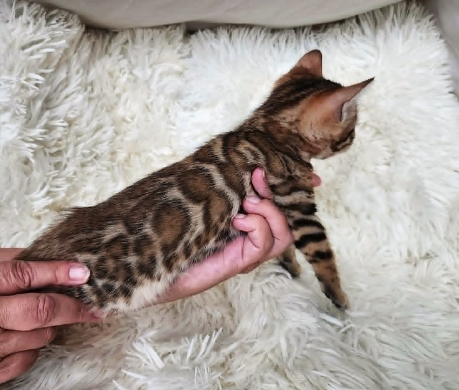 Brown spotted Bengal female kitten Florida — bold spots striking markings Lovely Bengals
