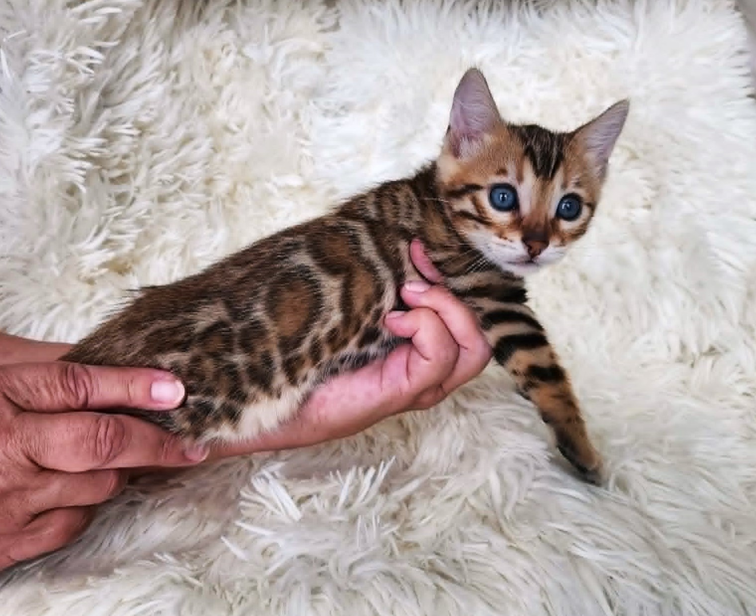 Bengal female kitten for sale Florida — wild-looking spotted coat Lovely Bengals