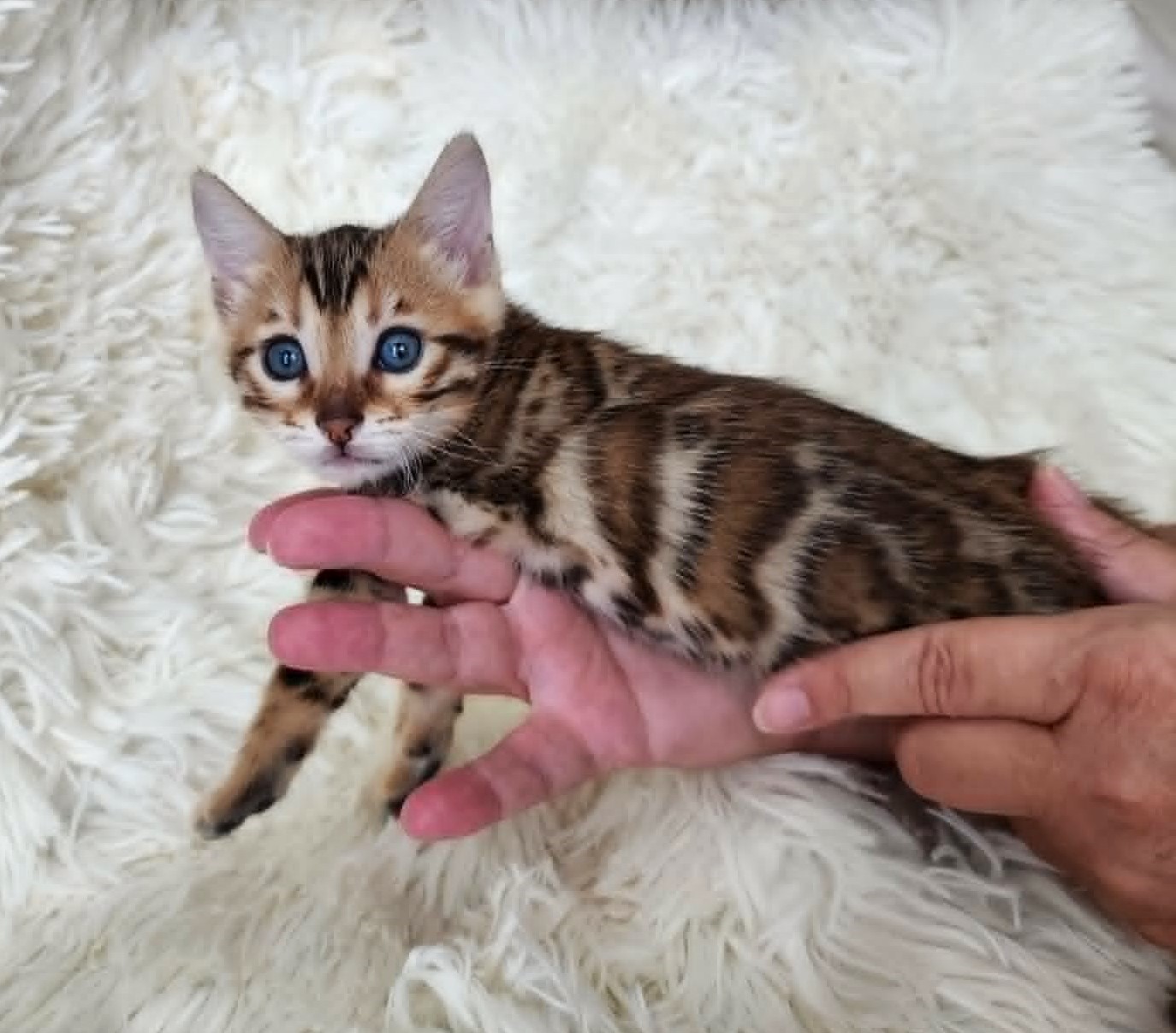 Sweet Bengal female kitten Florida — being held and cuddled from Lovely Bengals