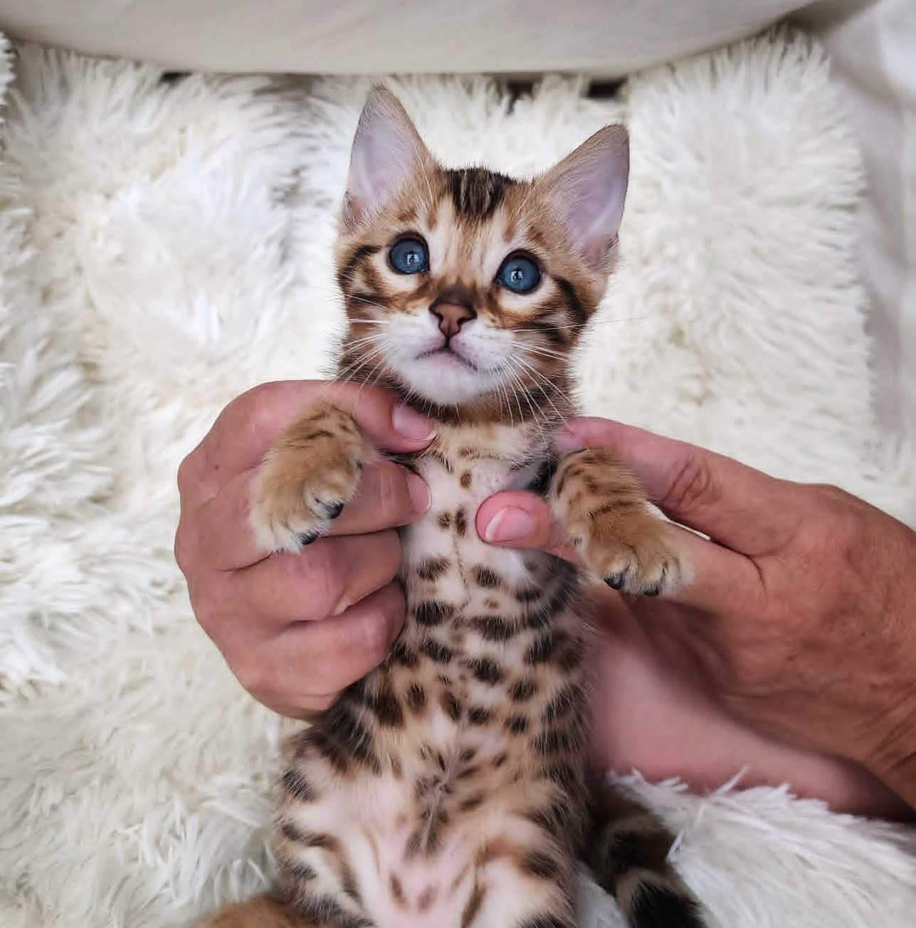 Home-raised Bengal female kitten for sale Florida — TICA registered Lovely Bengals