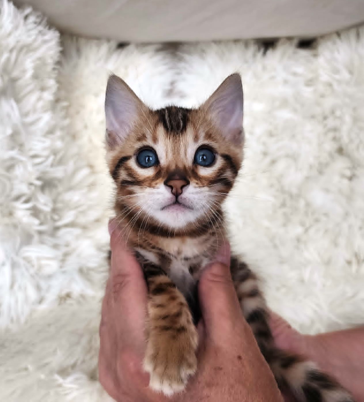 Brown spotted Bengal male kitten for sale in Florida from Lovely Bengals