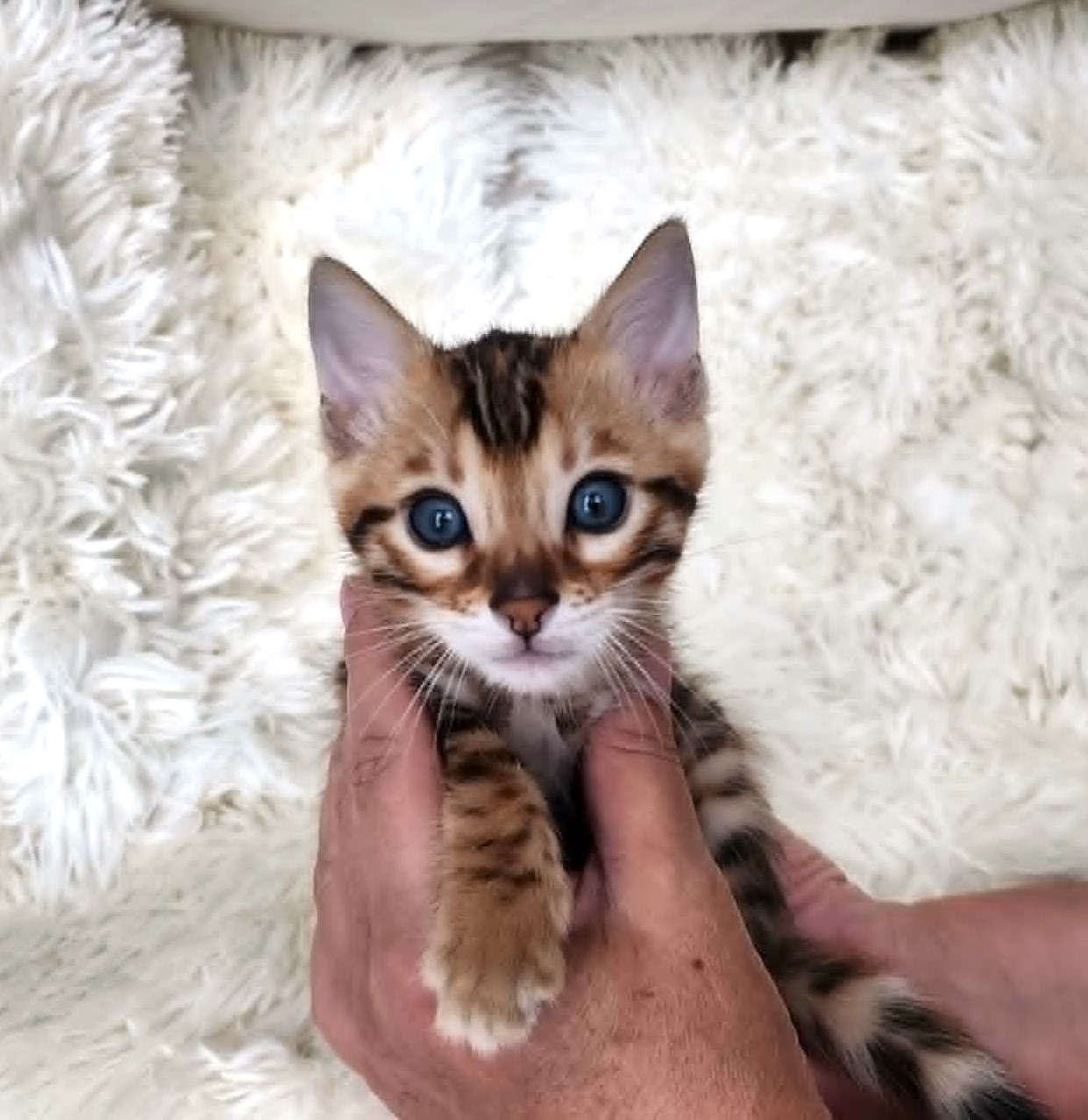 Bengal male kitten for sale Florida — bold spot pattern from Lovely Bengals