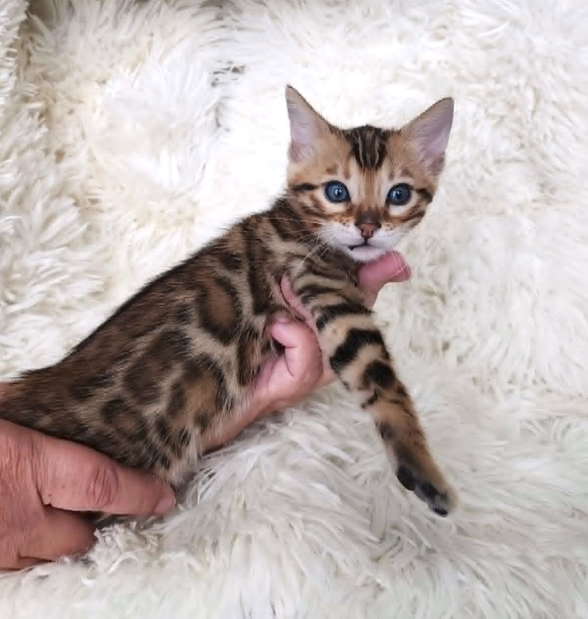 Brown Bengal male kitten Florida — rich warm coat from Lovely Bengals