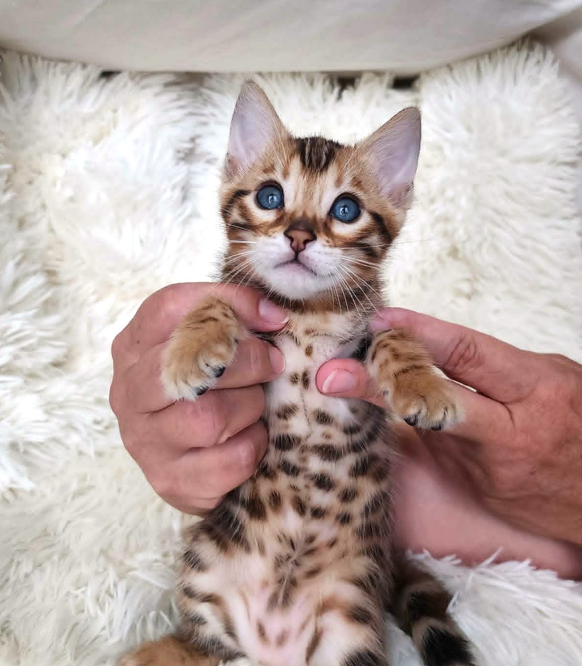 Brown spotted Bengal male kitten for sale Florida — excellent contrast rosettes