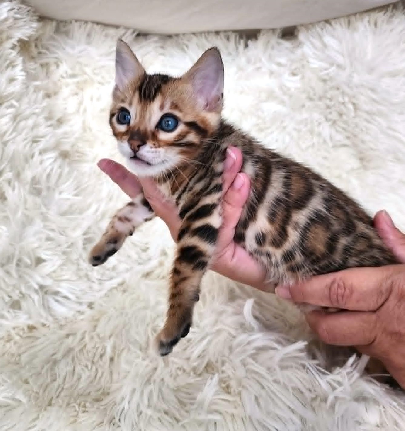 Affectionate Bengal male kitten Florida — loves being held from Lovely Bengals
