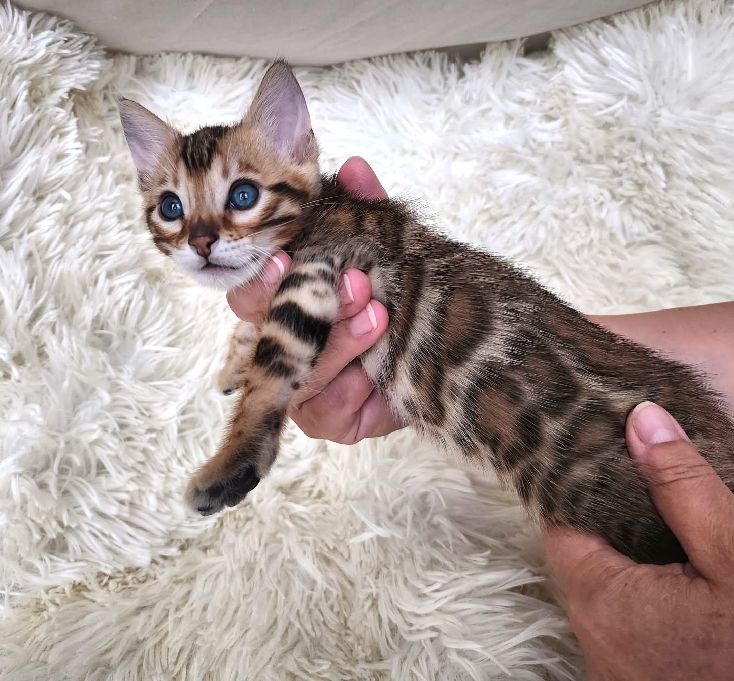 Home-raised Bengal male kitten for sale Florida — TICA registered Lovely Bengals