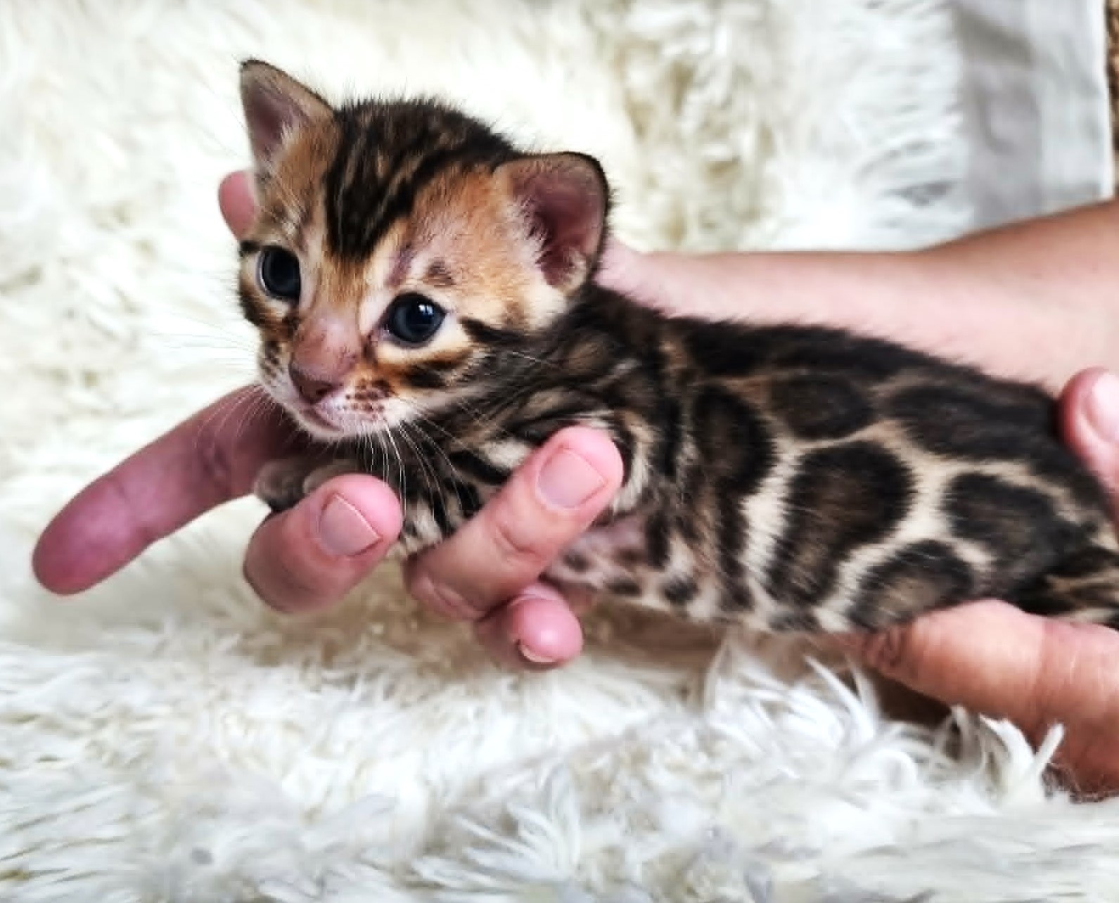 Brown spotted Bengal female kitten for sale in Florida from Lovely Bengals