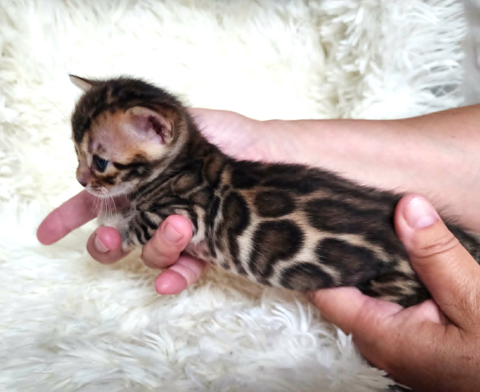 Brown spotted Bengal female kitten Florida - warm golden coat two-toned rosettes Lovely Bengals