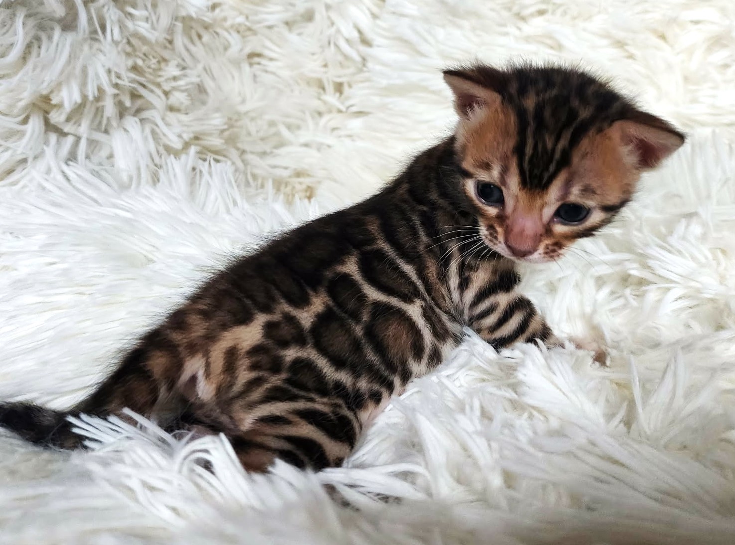 Bengal female kitten Florida - dark-rimmed expressive eyes from Lovely Bengals