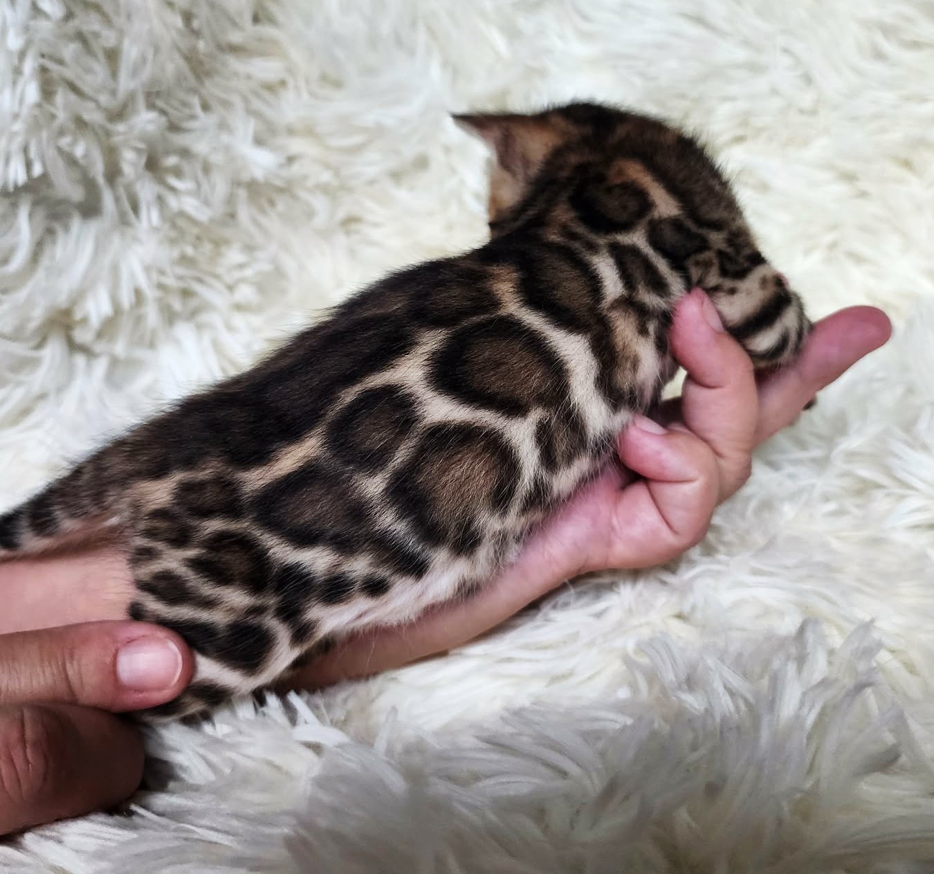 Brown spotted Bengal female kitten Florida - large rosette pattern from Lovely Bengals