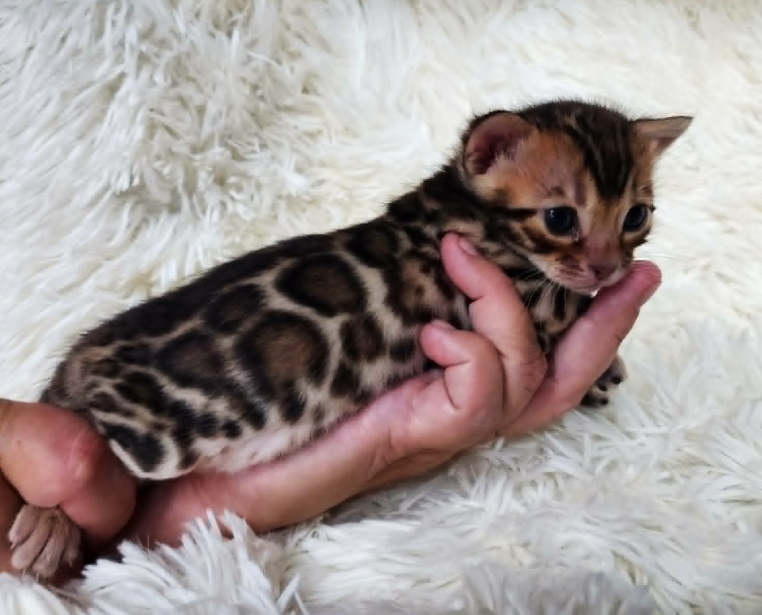 Curious brown spotted Bengal female kitten Florida from Lovely Bengals