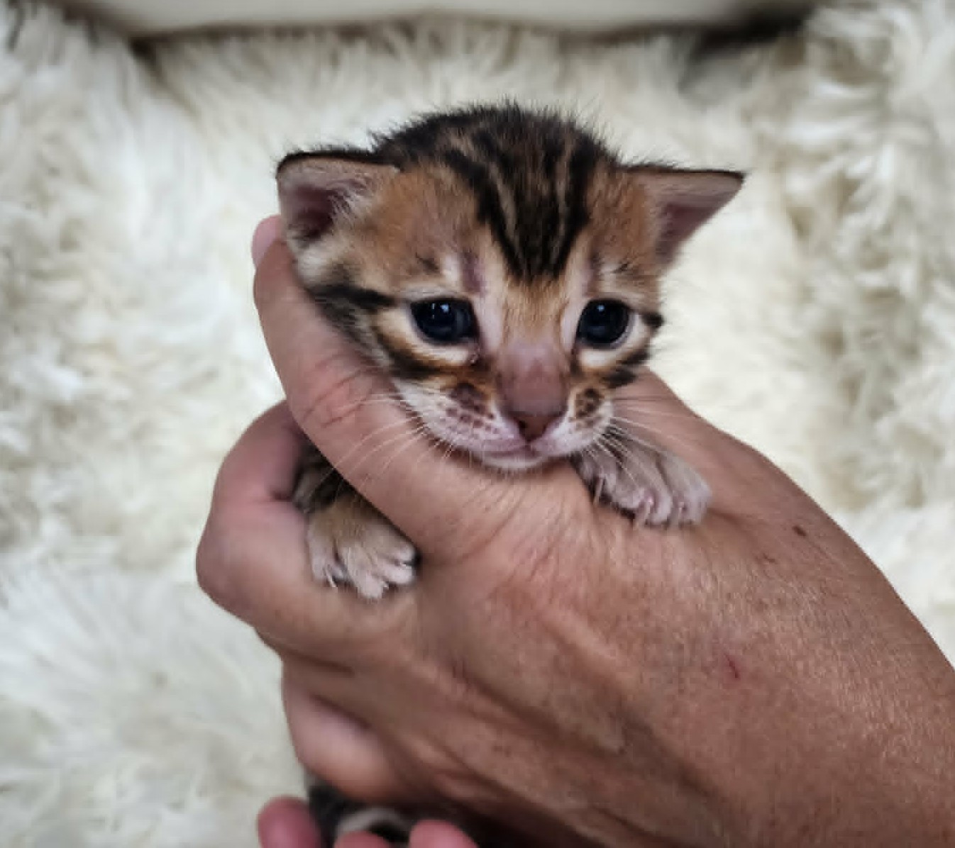 Affectionate brown spotted Bengal female kitten Florida close-up from Lovely Bengals