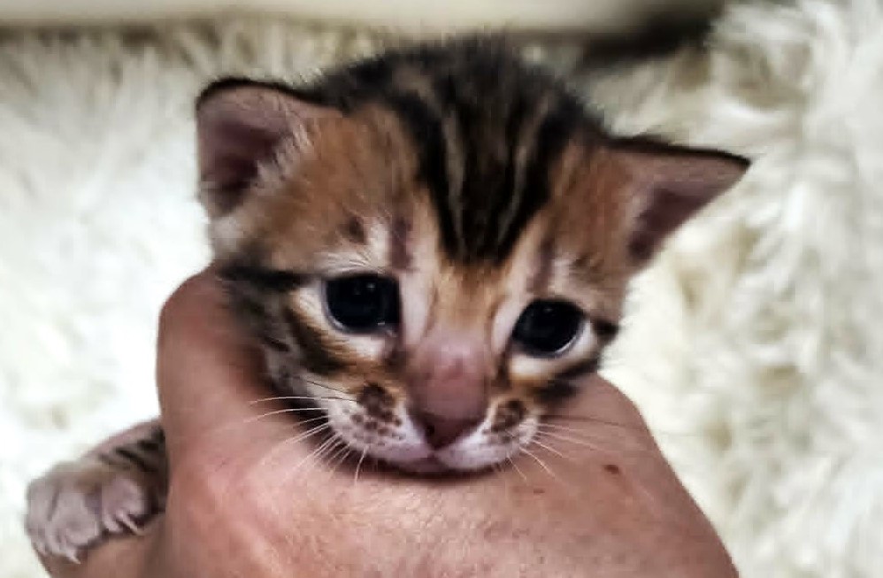 Home-raised brown spotted Bengal female kitten for sale Florida - TICA registered Lovely Bengals