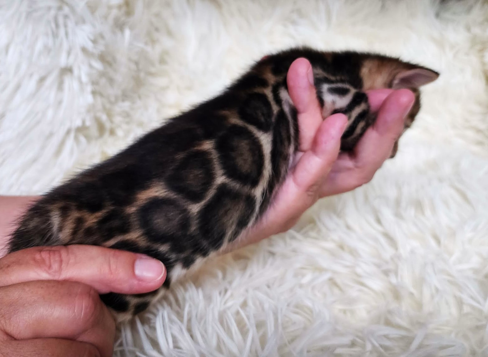 Brown spotted Bengal female kitten for sale in Florida from Lovely Bengals