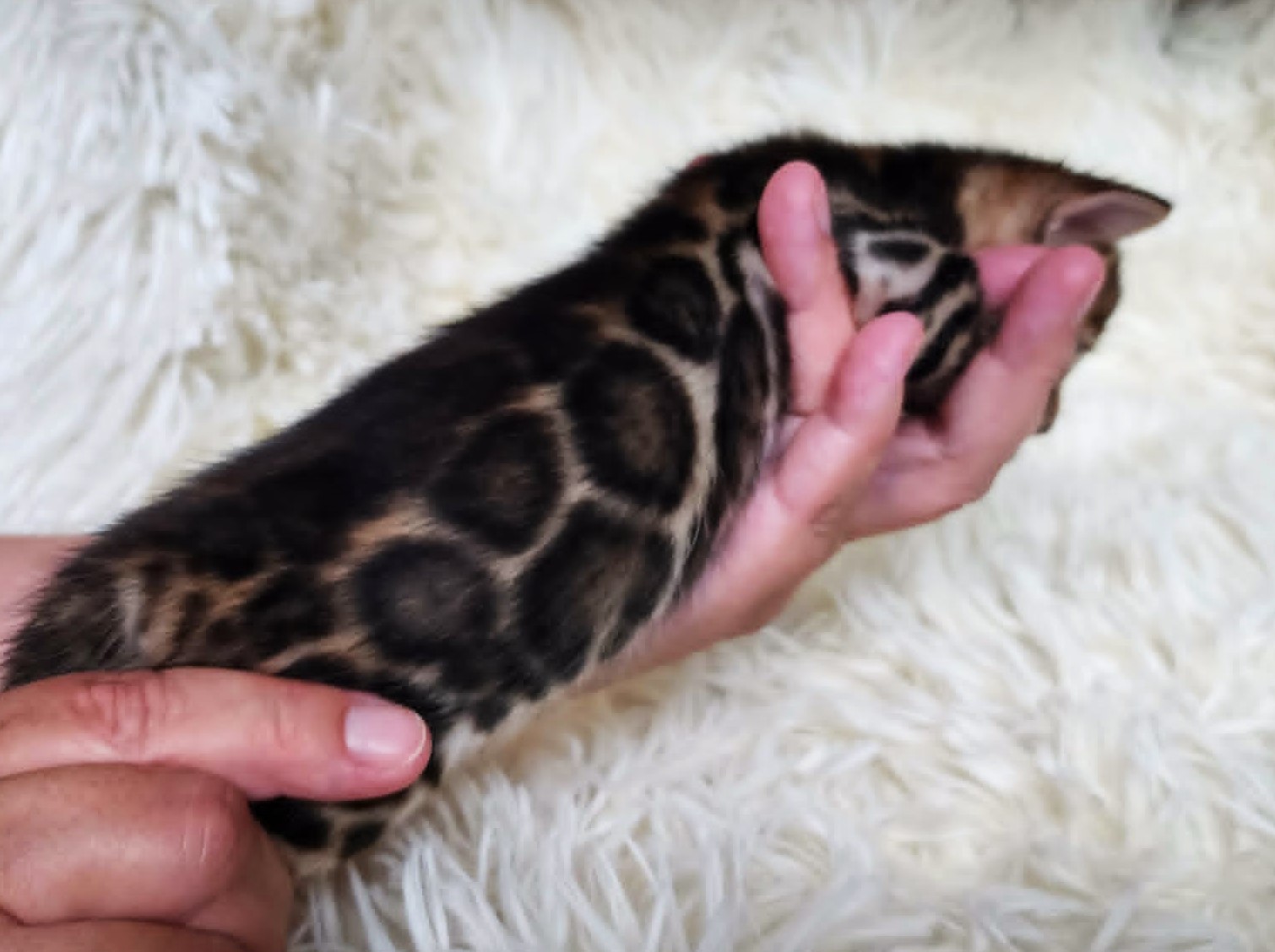 Brown spotted Bengal female kitten Florida - bold paw-print rosettes from Lovely Bengals