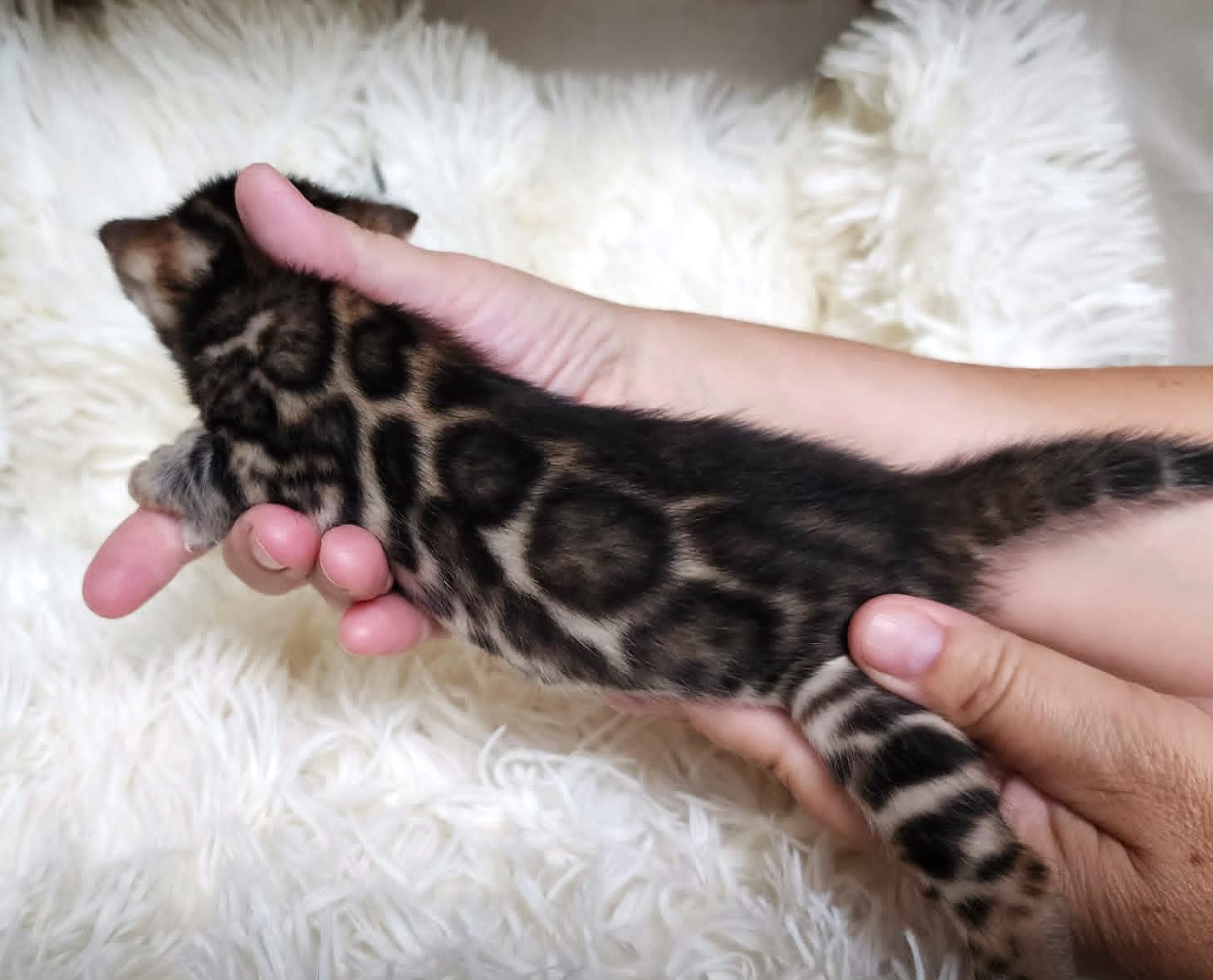 Bengal female kitten Florida - open-center rosettes high contrast from Lovely Bengals