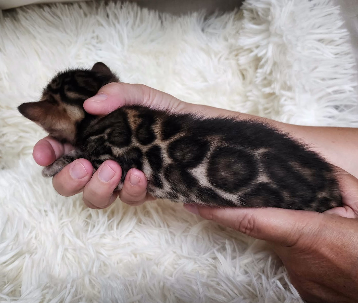 Cuddly brown spotted Bengal female kitten Florida from Lovely Bengals