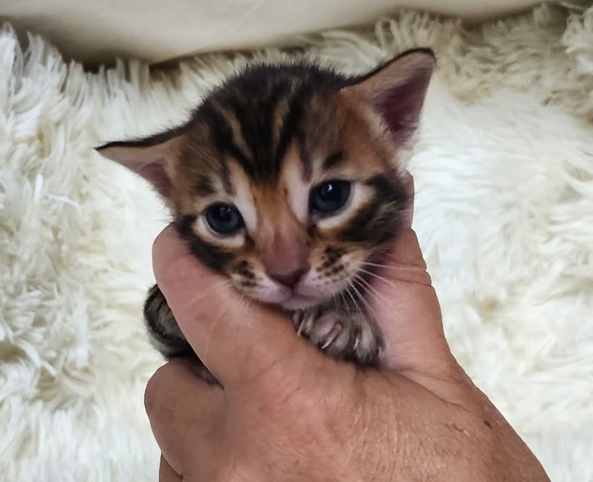 Brown spotted Bengal female kitten Florida close-up from Lovely Bengals