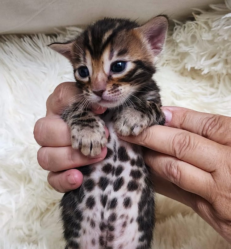 Home-raised brown spotted Bengal female kitten for sale Florida - TICA registered Lovely Bengals