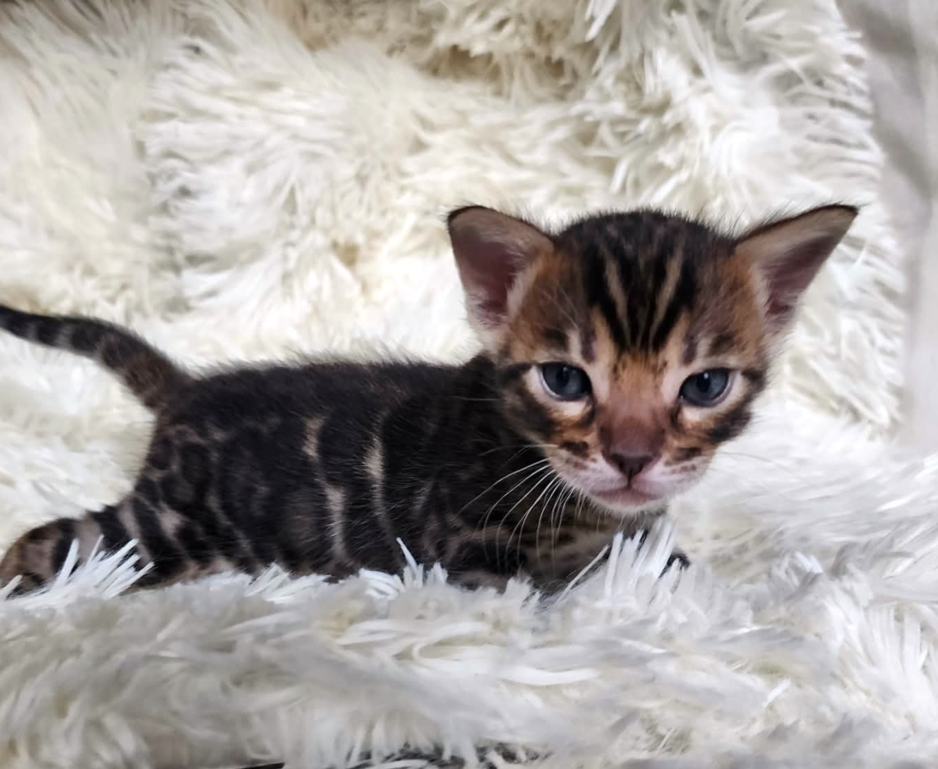 Brown spotted Bengal male kitten for sale in Florida from Lovely Bengals
