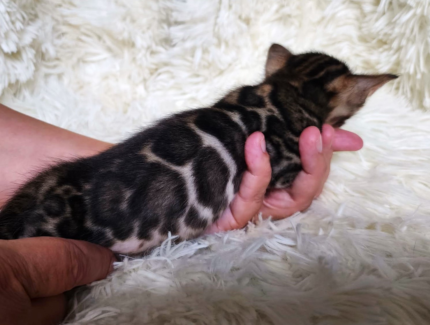 Playful brown spotted Bengal male kitten Florida - bold pattern from Lovely Bengals