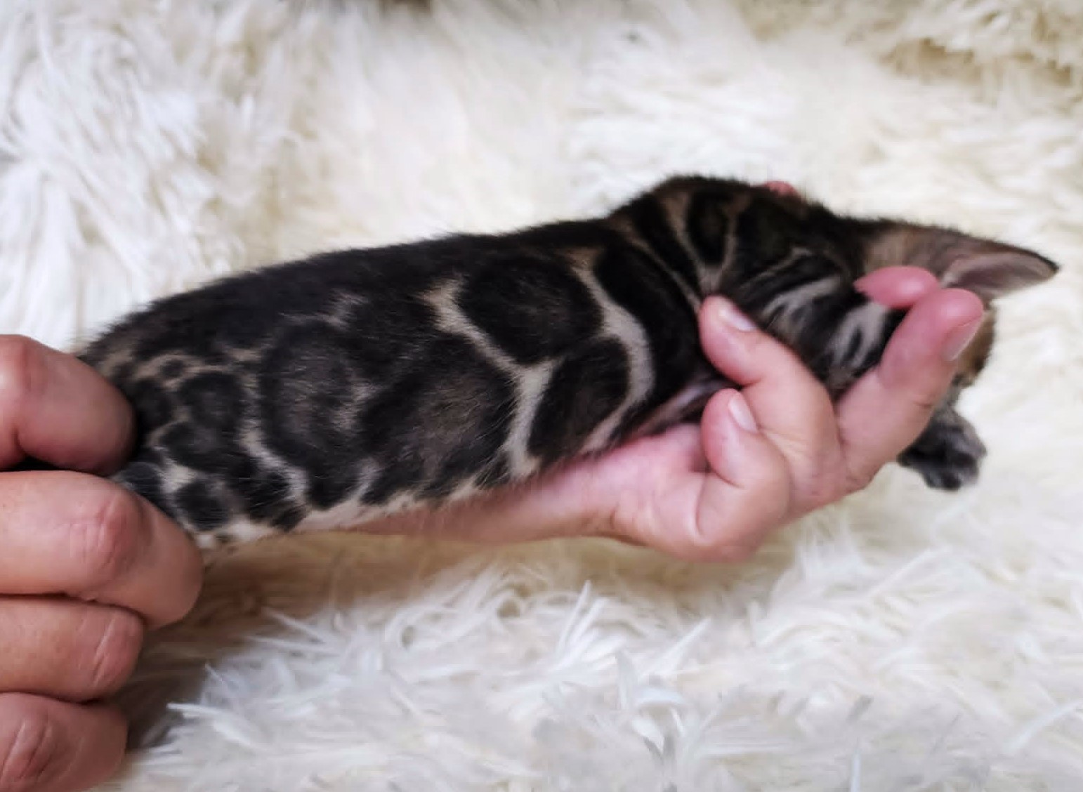 Home-raised brown spotted Bengal male kitten for sale Florida - TICA registered Lovely Bengals