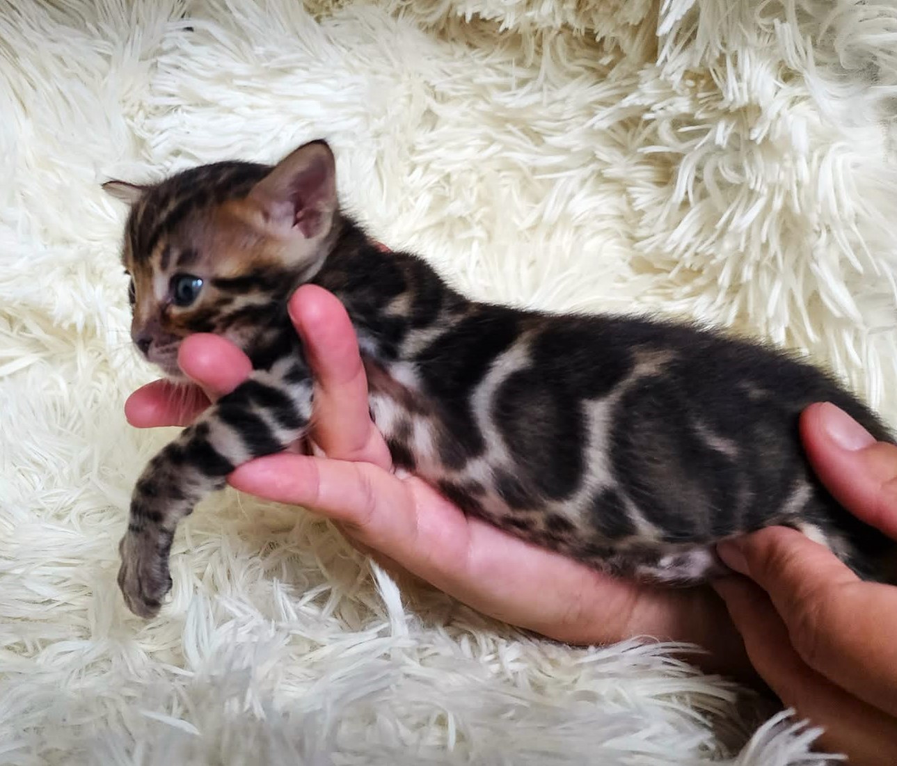 Brown spotted Bengal male kitten Florida - dense dark rosettes from Lovely Bengals