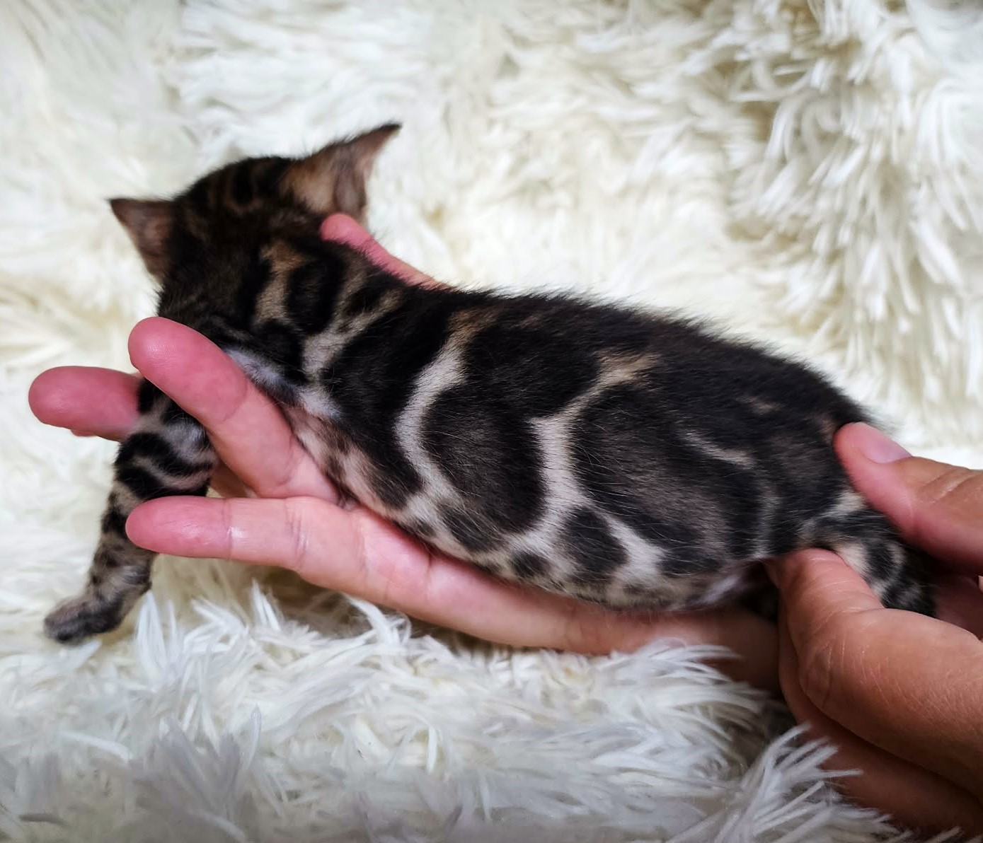 Bengal male kitten Florida - striking facial mascara markings from Lovely Bengals