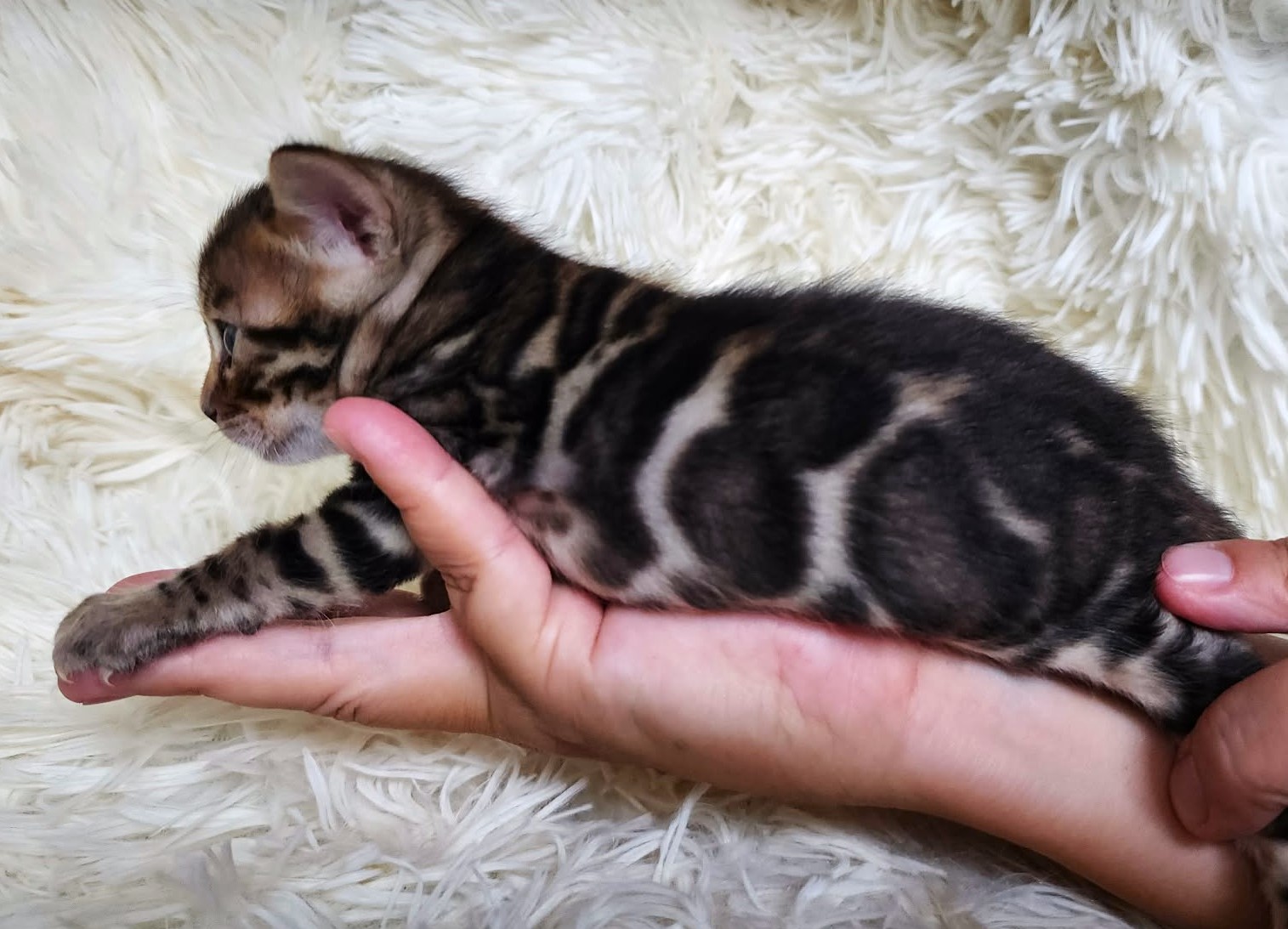 Rich brown Bengal male kitten Florida - warm reddish-gold accents Lovely Bengals