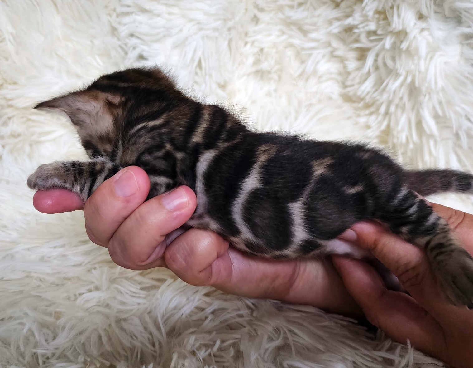 Confident brown spotted Bengal male kitten Florida exploring from Lovely Bengals