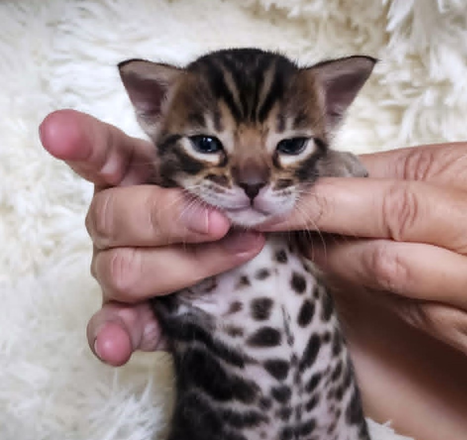 Brown spotted Bengal male kitten Florida close-up coat detail from Lovely Bengals