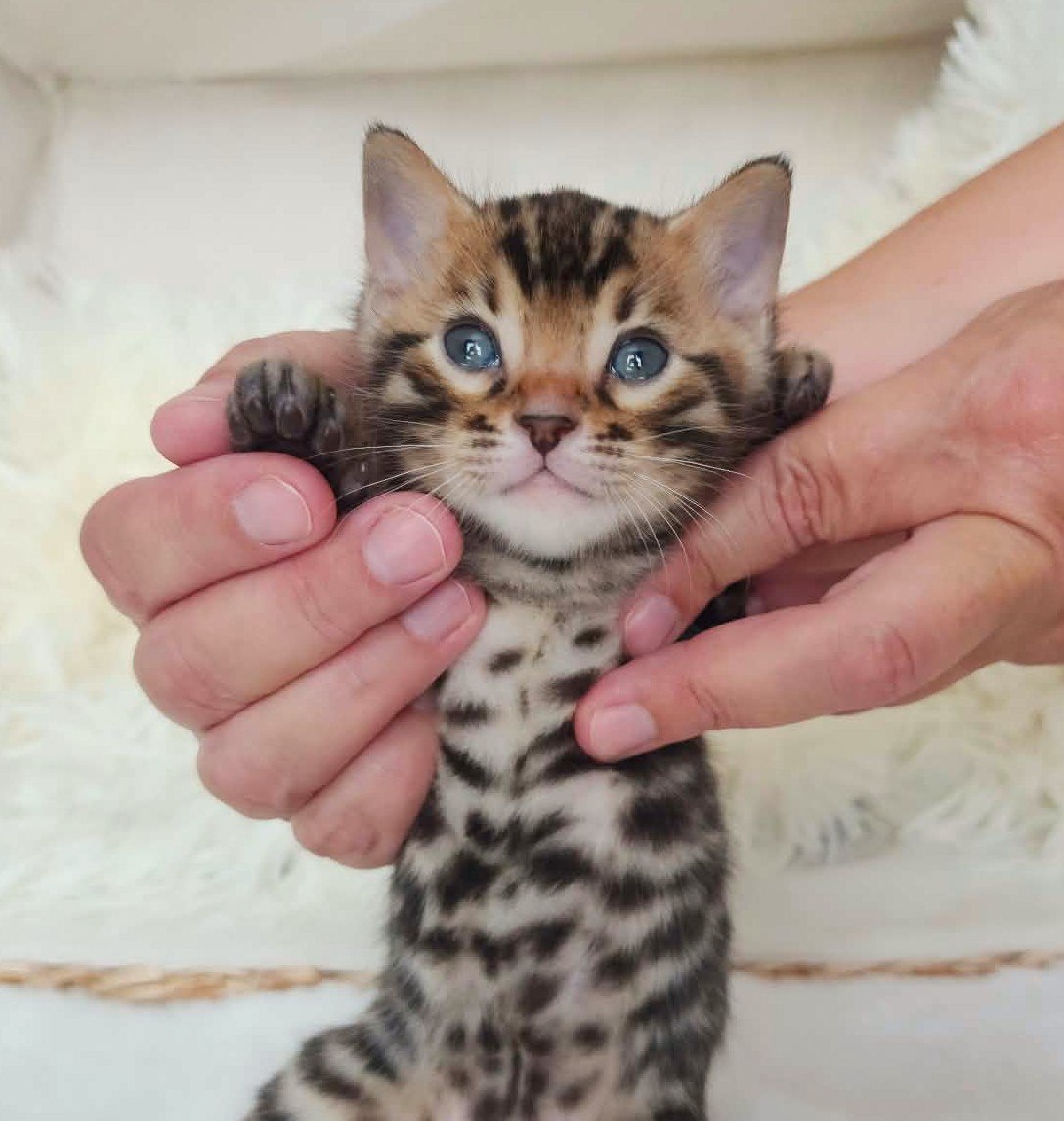 Brown spotted Bengal male kitten for sale in Florida from Lovely Bengals