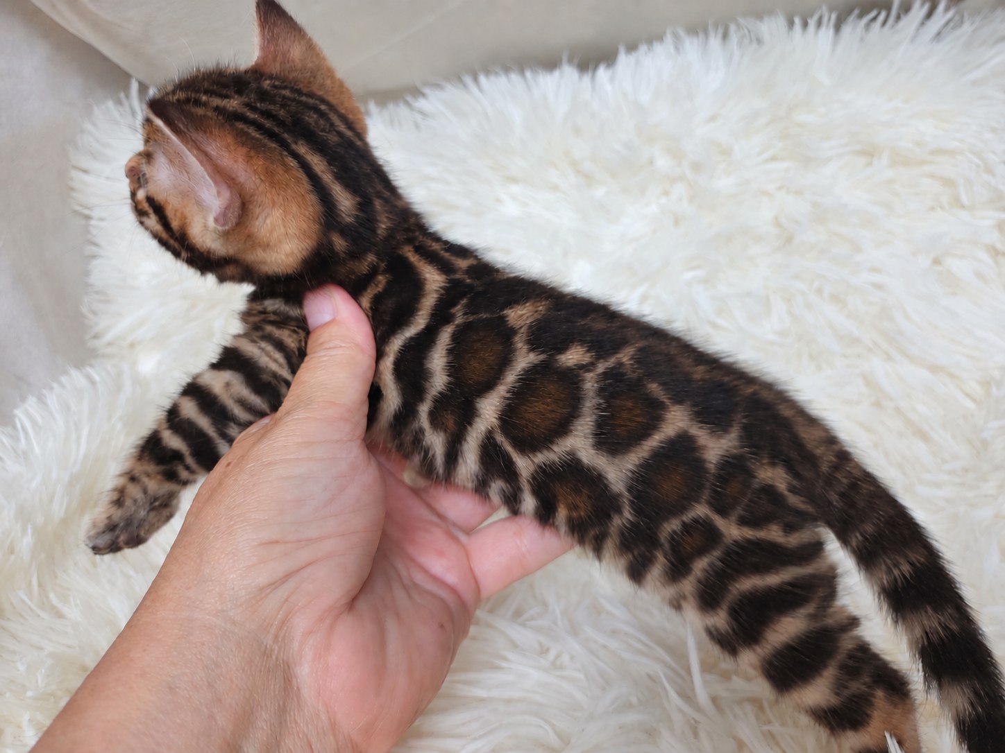 Brown spotted Bengal male kitten Florida - large open warm-toned rosettes from Lovely Bengals