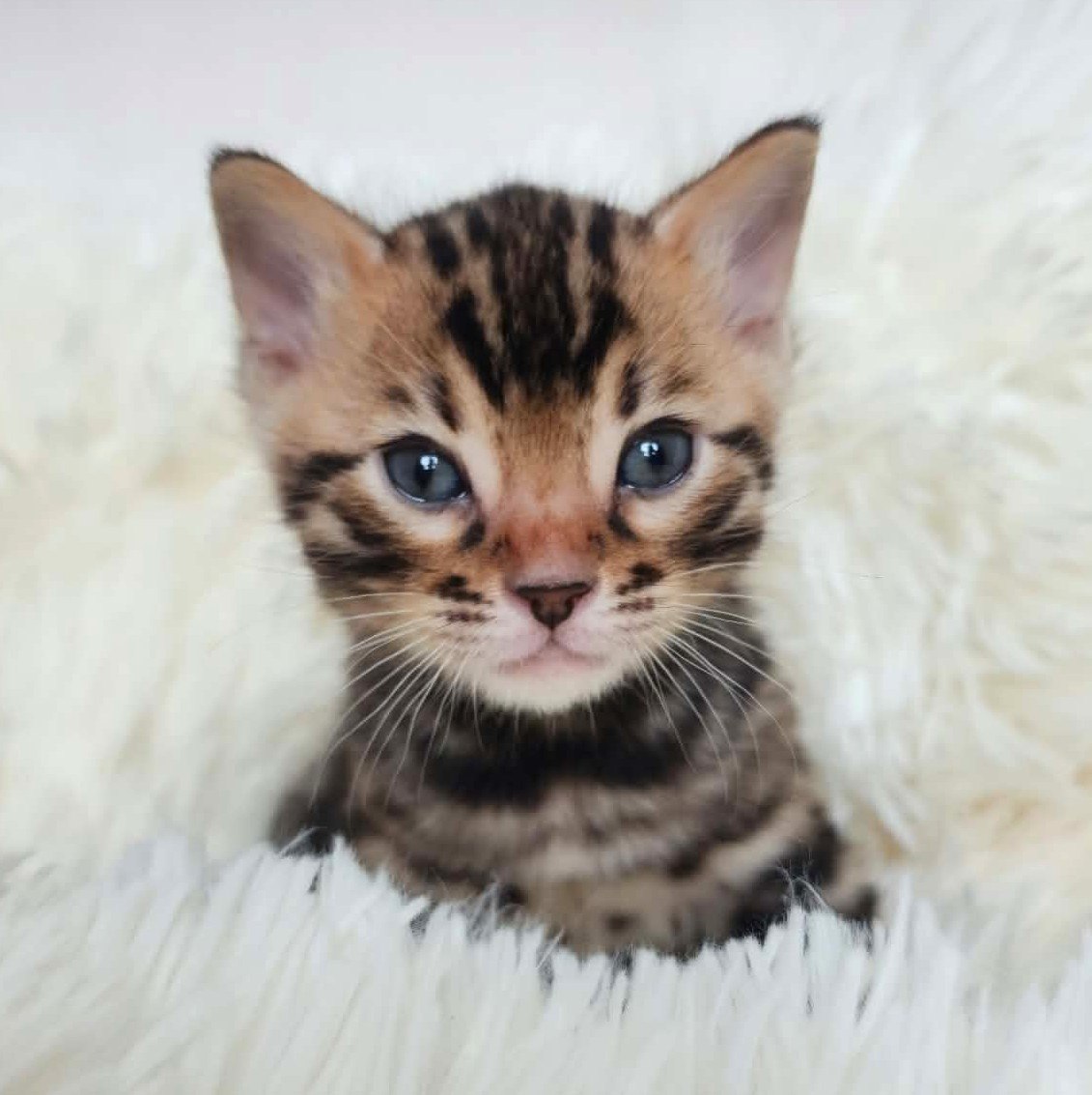 Bengal male kitten Florida - bold forehead markings from Lovely Bengals