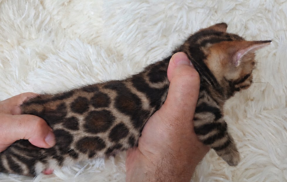 Home-raised brown spotted Bengal male kitten for sale Florida - TICA registered Lovely Bengals