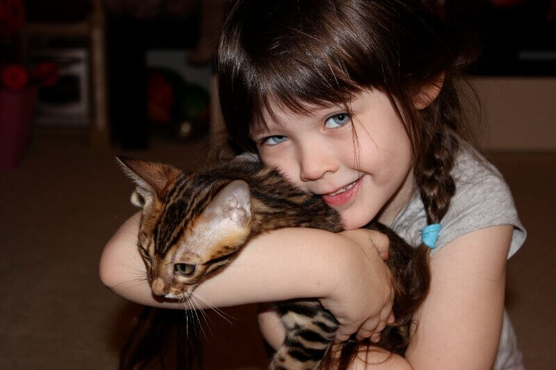 Healthy Bengal kitten raised with care at Lovely Bengals cattery in Florida