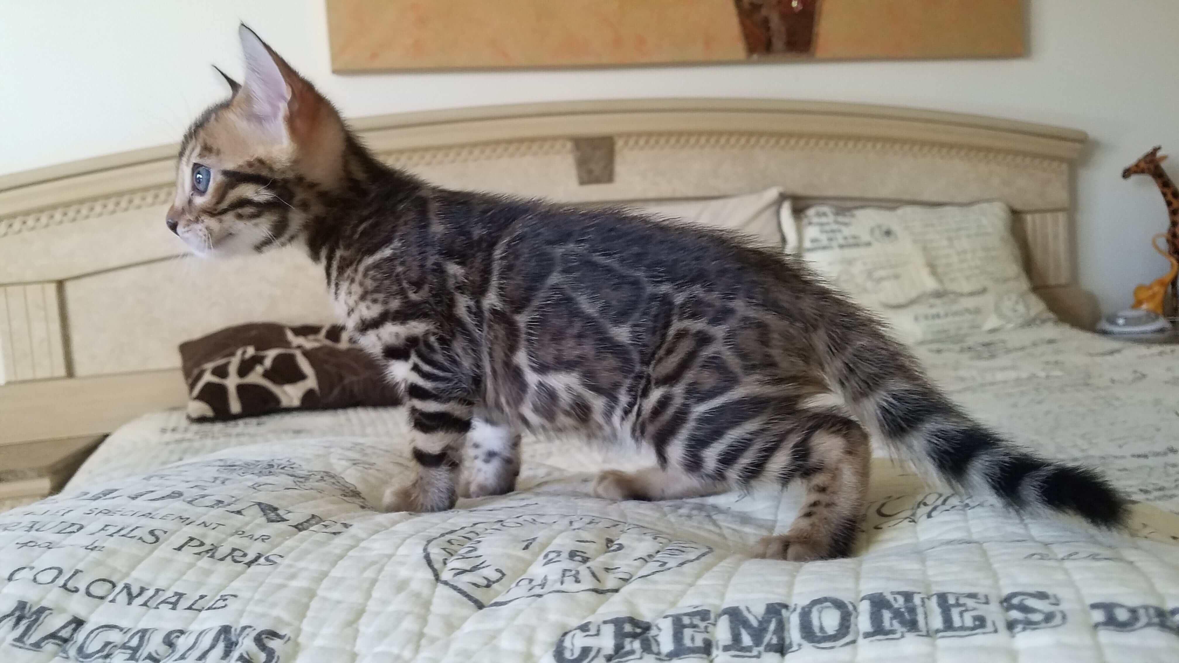 Bengal kittens for sale in Florida, Bengal cats for sale in Florida, Bengal kittens adoption in Florida