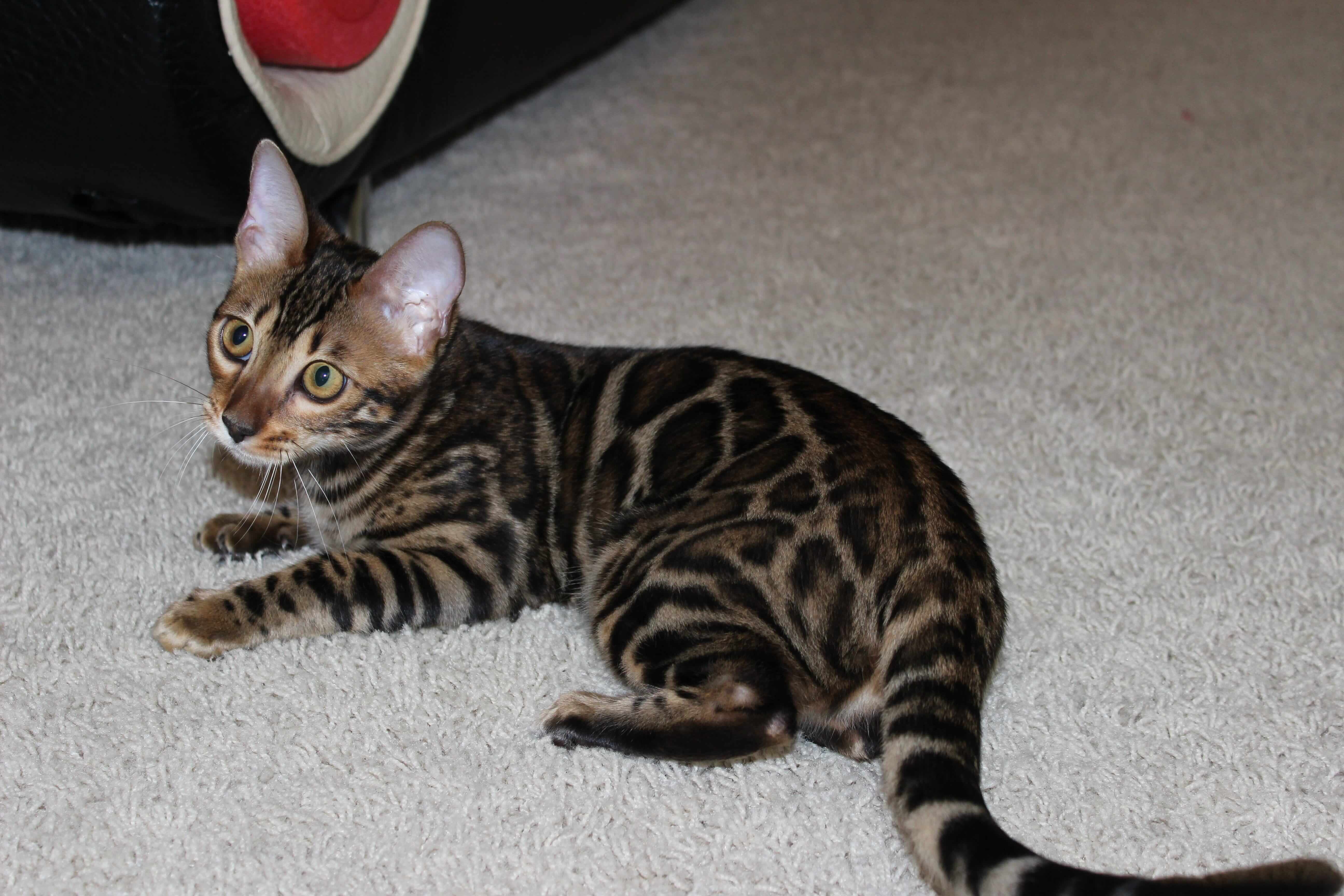 Bengal kittens for sale in Florida, Bengal cats for sale in Florida