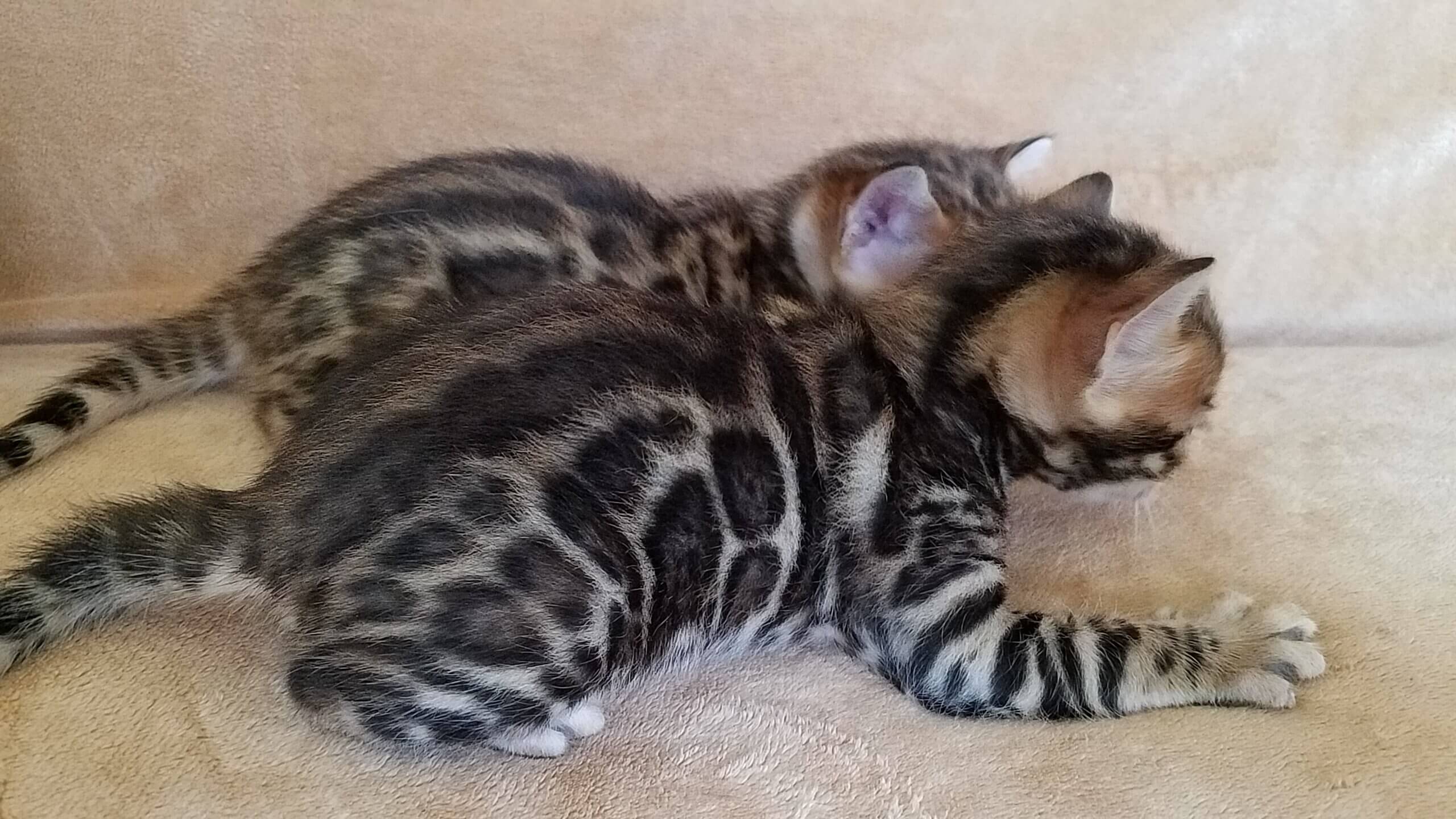 Bengal kittens for sale, Bengal cats for sale, Bengal kittens adoption