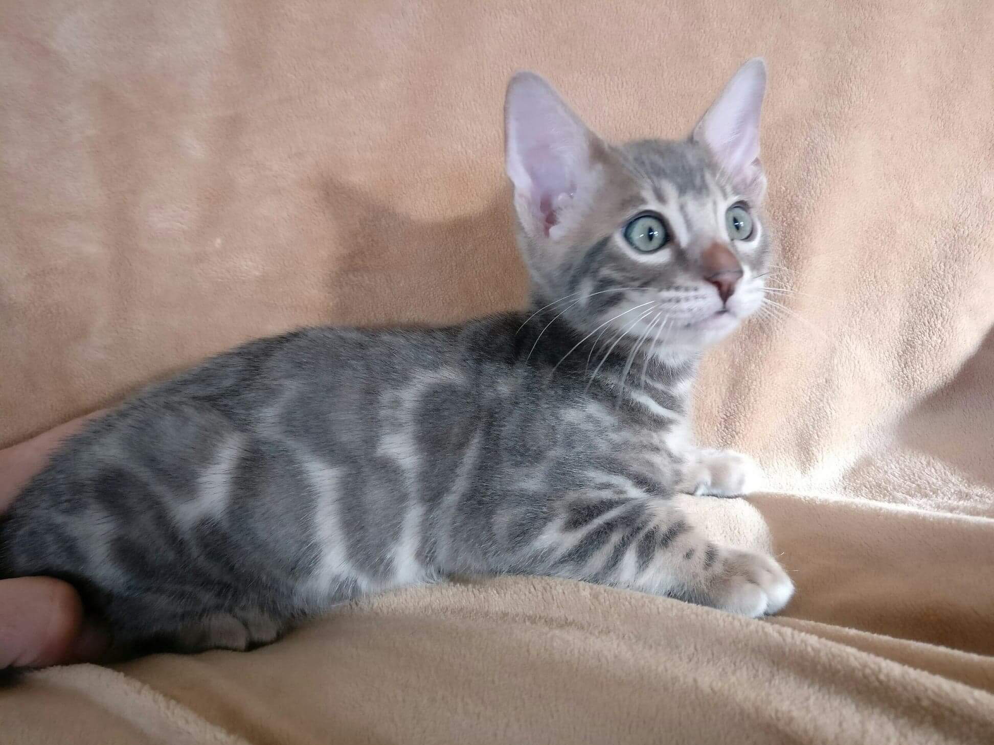 Bengal kittens for sale in Florida, Bengal cats for sale in Florida