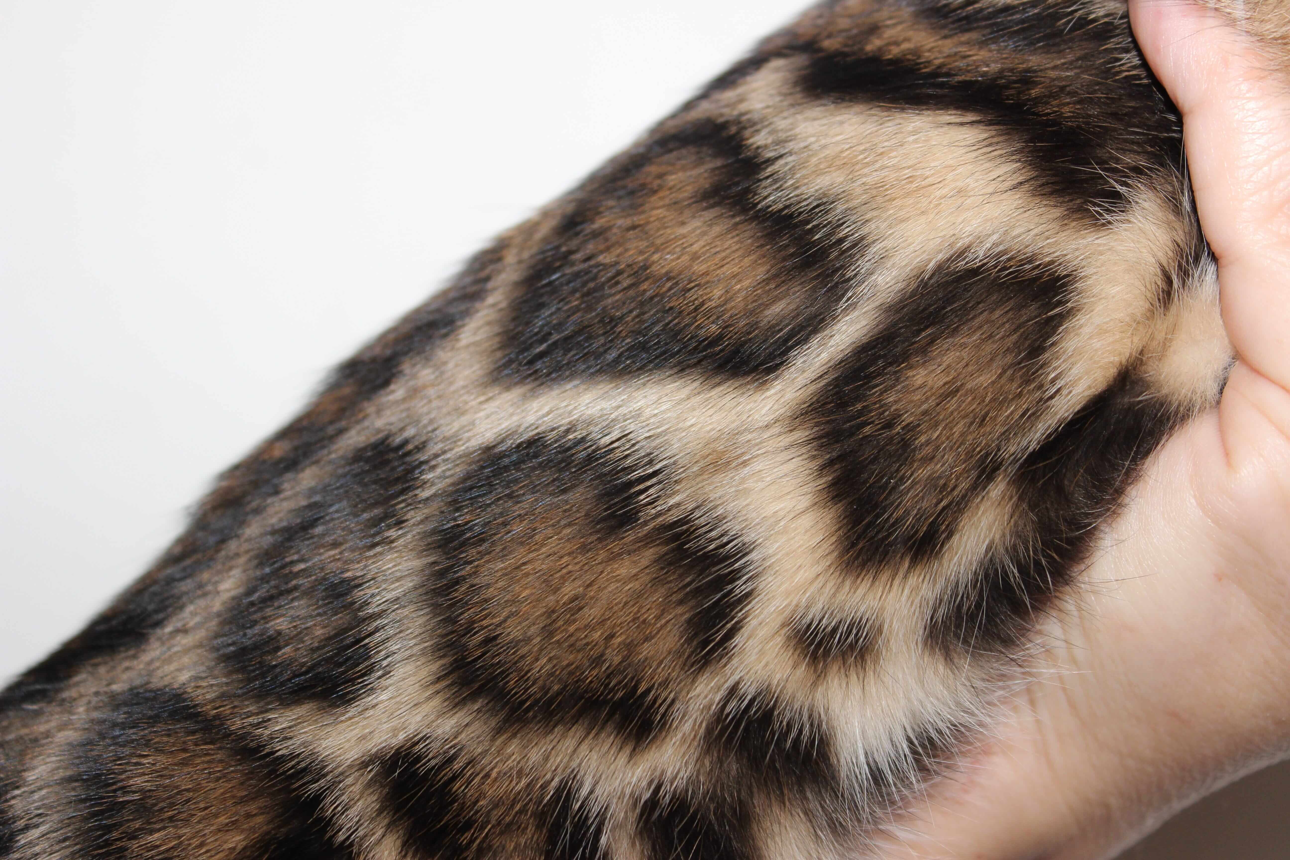 Bengal kittens for sale, Bengal cats for sale