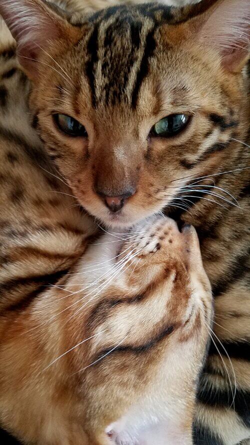 Lovely Bengals family raising Bengal kittens in their Florida home